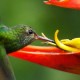 bromeliads and humming birds