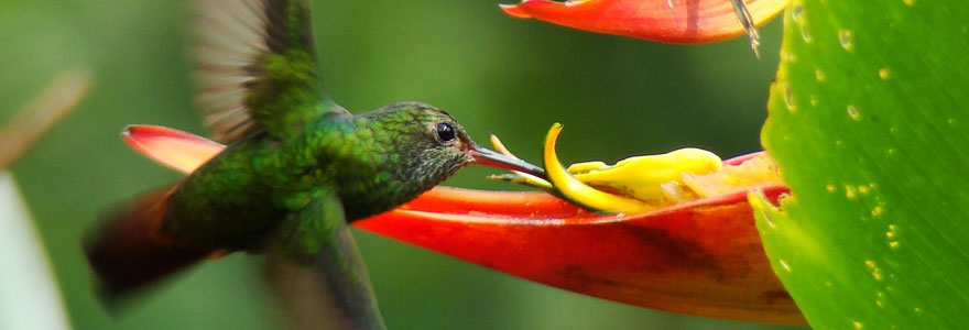 bromeliads and humming birds